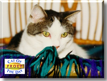 Proey, the Cat of the Day