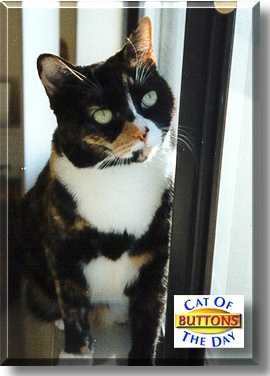 Buttons, the Cat of the Day