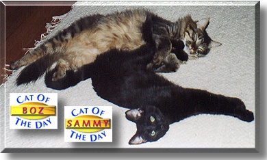 Boz and Sammy, the Cat of the Day