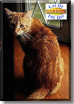 Gordon Sumner, the Cat of the Day