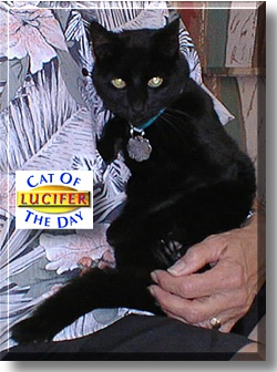 Lucifer, the Cat of the Day