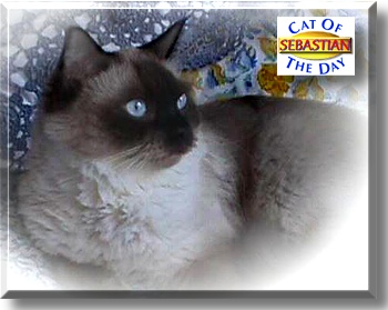 Sebastian, the Cat of the Day