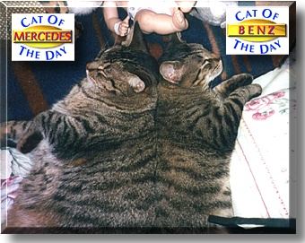 Mercedes and Benz, the Cat of the Day