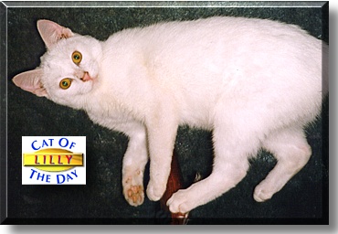 Lilly, the Cat of the Day