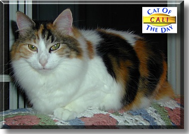 Cali, the Cat of the Day