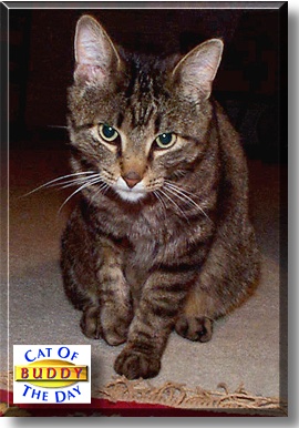 Buddy, the Cat of the Day