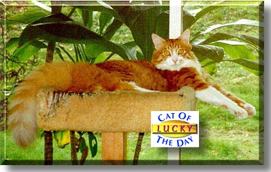 Lucky, the Cat of the Day