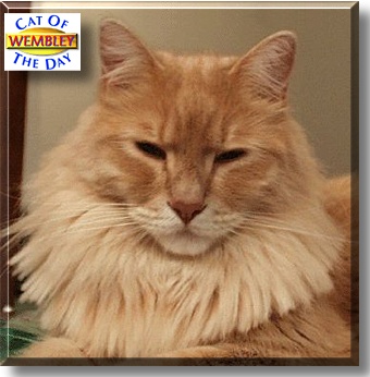 Wembley, the Cat of the Day