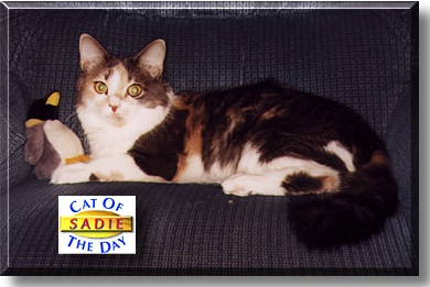 Sadie, the Cat of the Day
