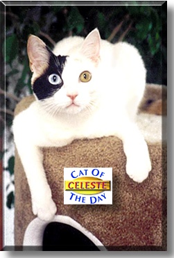 Celeste, the Cat of the Day