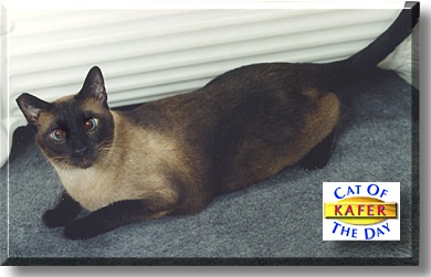 Kafer, the Cat of the Day