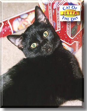 Jetta, the Cat of the Day
