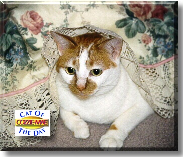 Cozzie-Mae, the Cat of the Day