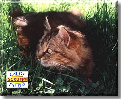 Scruffy, the Cat of the Day