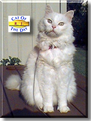 R.J., the Cat of the Day