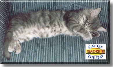 Smoke E. Jo, the Cat of the Day