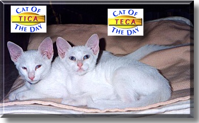Tica and Teca, the Cat of the Day