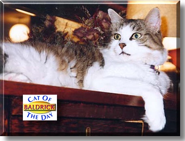 Baldrick, the Cat of the Day