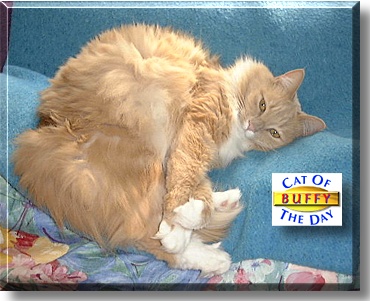 Buffy, the Cat of the Day