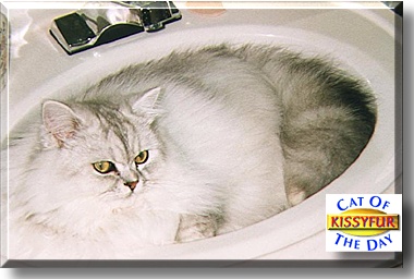Kissyfurr, the Cat of the Day