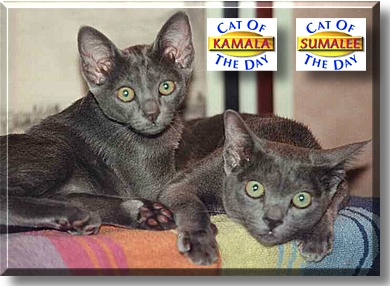 Sumalee and Kamala, the Cat of the Day