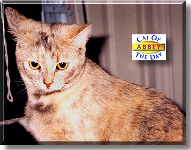 Abbey, the Cat of the Day