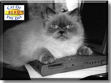 Beauregard, the Cat of the Day