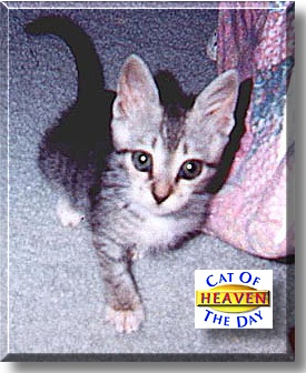 Heaven, the Cat of the Day
