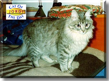 Jordi, the Cat of the Day