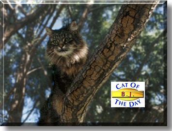 BJ, the Cat of the Day