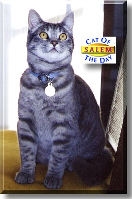 Salem, the Cat of the Day