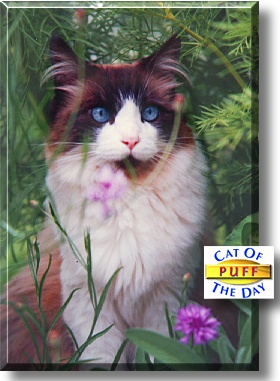 Puff, the Cat of the Day
