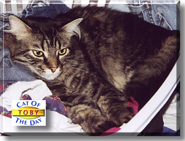 Toby, the Cat of the Day