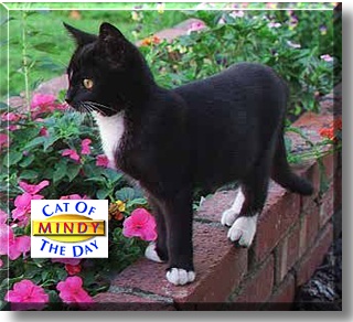 Mindy, the Cat of the Day