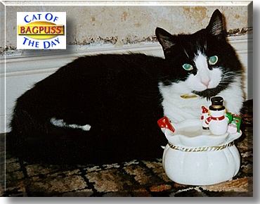 Bagpuss, the Cat of the Day