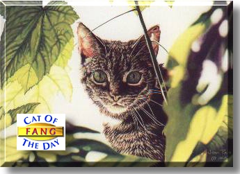 Fang, the Cat of the Day