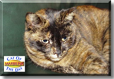 Marbilina, the Cat of the Day