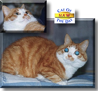 Naw, the Cat of the Day
