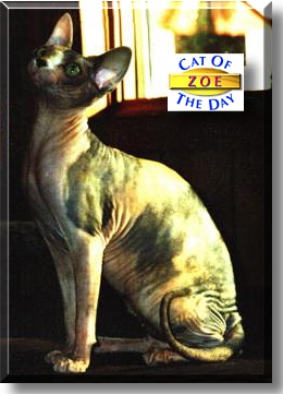 Zoe, the Cat of the Day