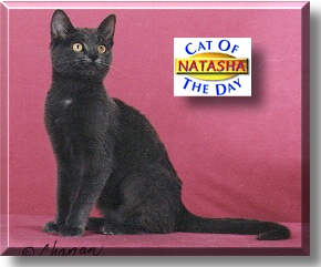 Natasha, the Cat of the Day