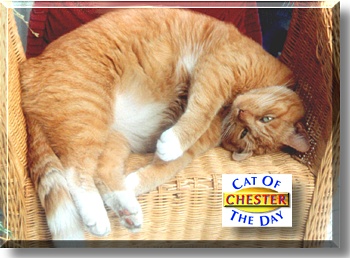 Chester, the Cat of the Day