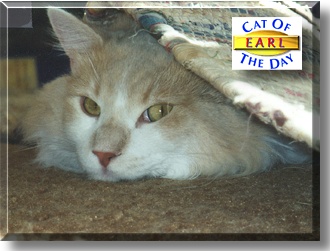 Erlenmeyer, the Cat of the Day