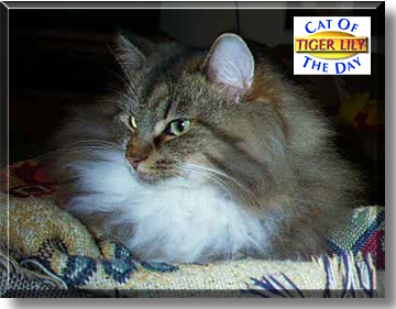 Tiger Lily, the Cat of the Day