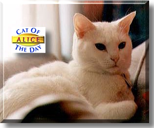 Alice, the Cat of the Day
