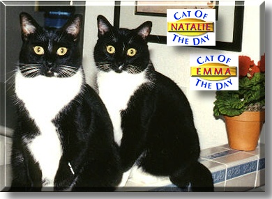 Natalie, Emma, the Cat of the Day