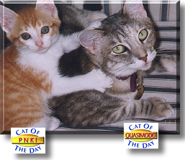 Quasimodo, Pnki, the Cat of the Day