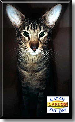 Carlos, the Cat of the Day