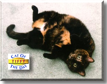 Tiffy, the Cat of the Day