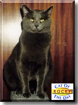 Rocky, the Cat of the Day