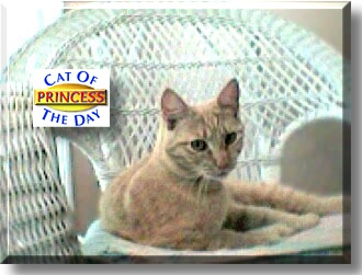 Princess, the Cat of the Day